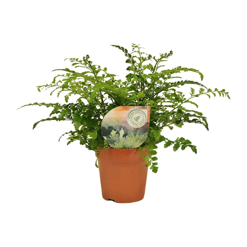 Asplenium Parvati
