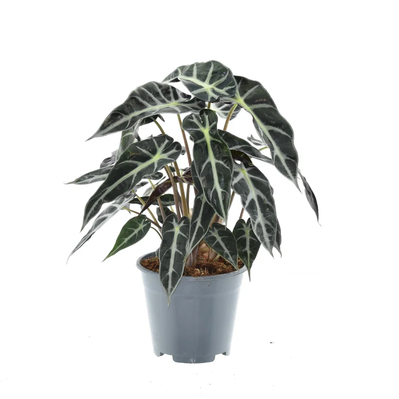 Alocasia Bambino Arrow