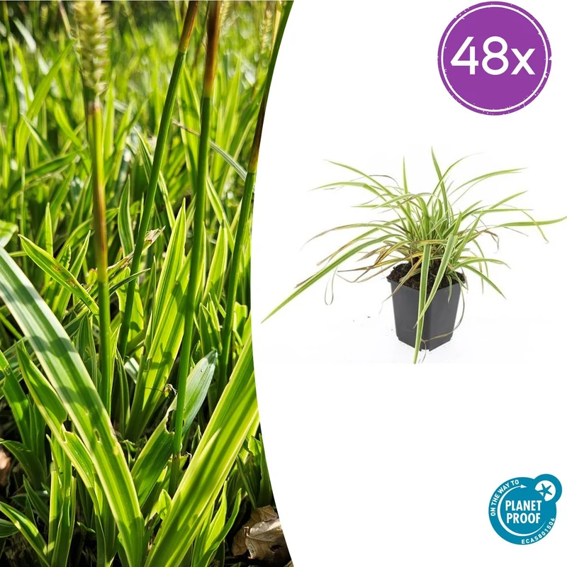 48x Carex morrowii 'Aureovariegata'