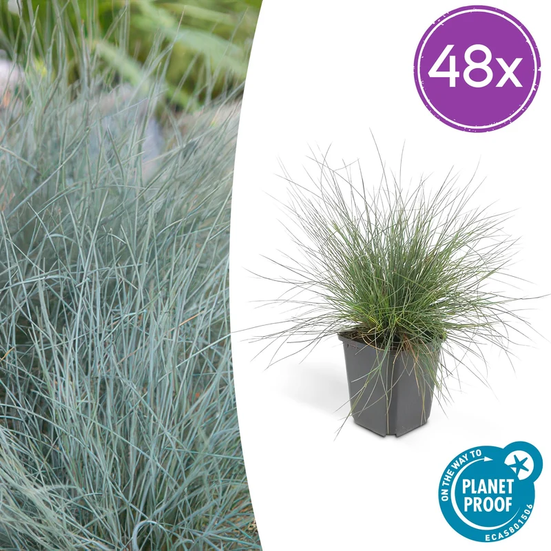 48x Festuca glauca 'Elijah Bleu'