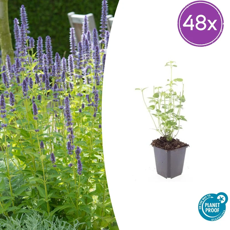 48x Agastache 'Black Adder'