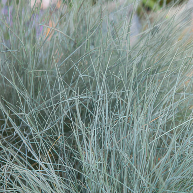 24x Festuca glauca 'Elijah Bleu'
