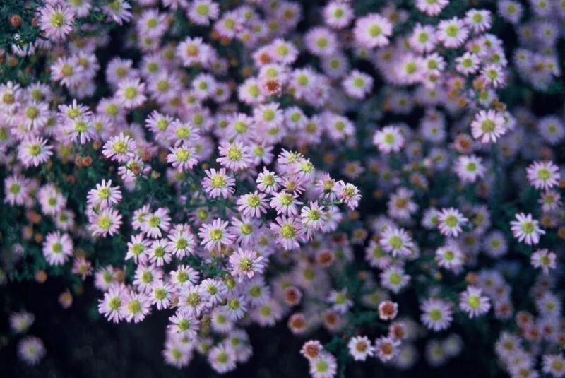 48x Aster ageratoides 'Stardust'