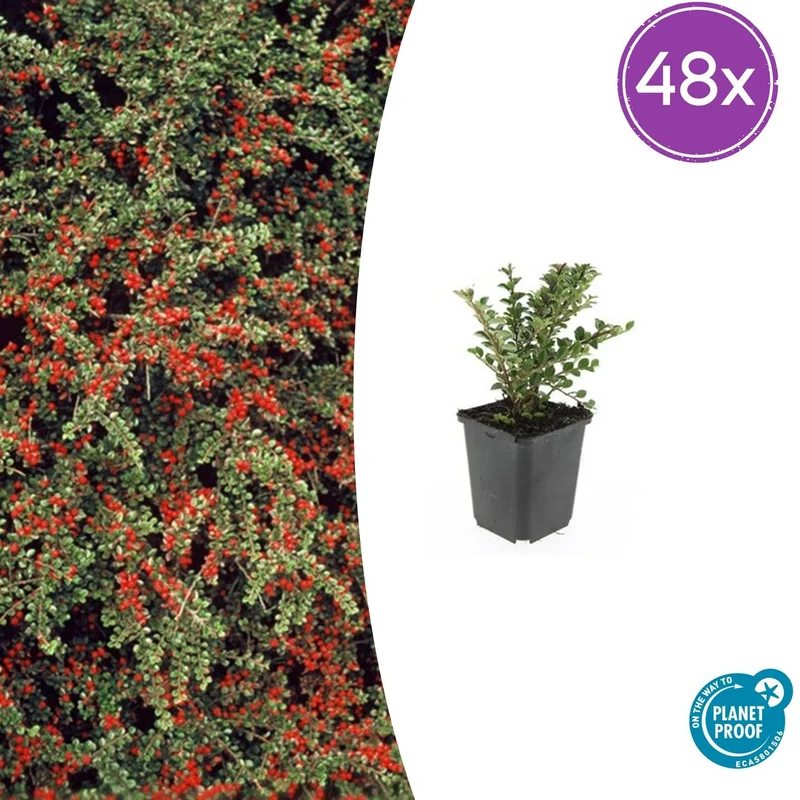 48x Cotoneaster horizontalis