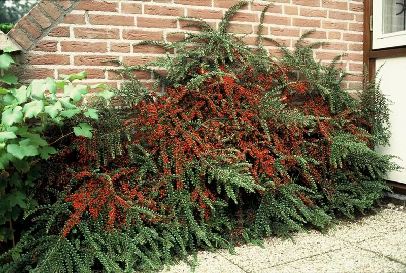 24x Cotoneaster horizontalis