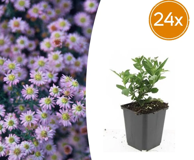 24x Aster ageratoides 'Stardust'