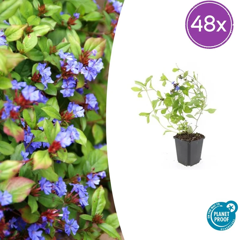 48x Ceratostigma plumbaginoides