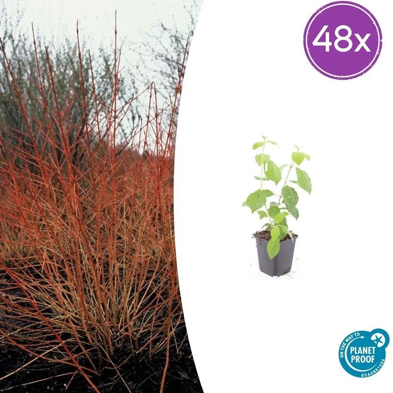 48x Cornus sang. 'Midwinter Fire'
