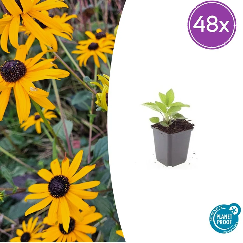 48x Rudbeckia fulgida 'Goldsturm'