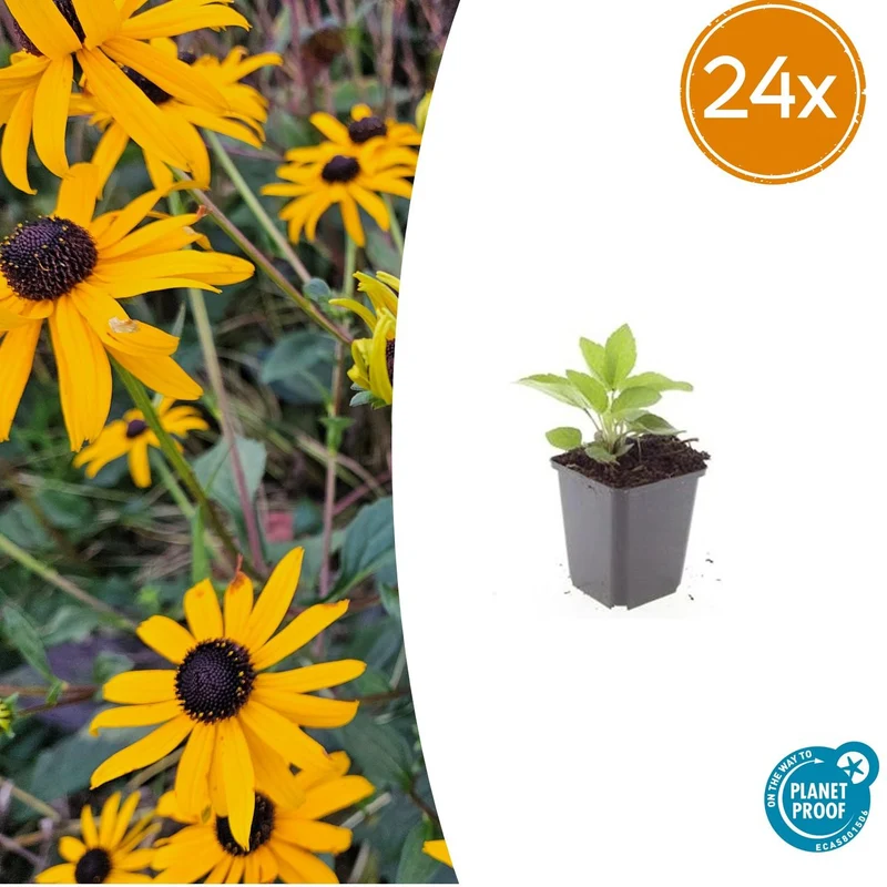24x Rudbeckia fulgida 'Goldsturm'