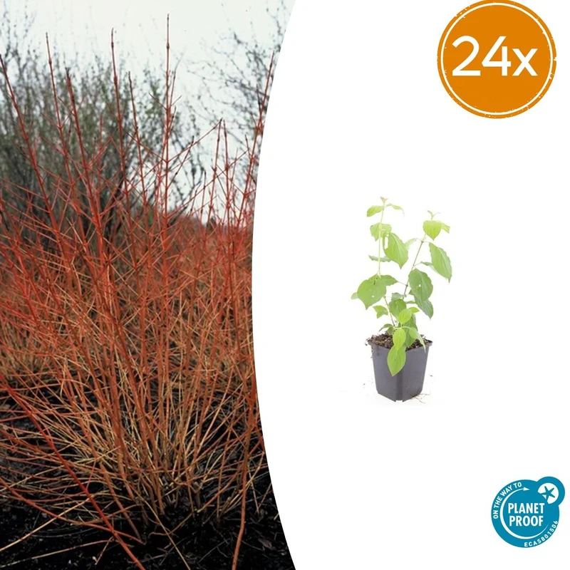24x Cornus sang. 'Midwinter Fire'