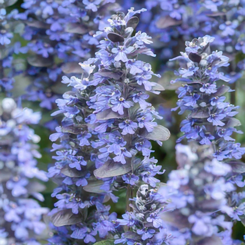 48x Ajuga reptans 'Burgundy Glow'