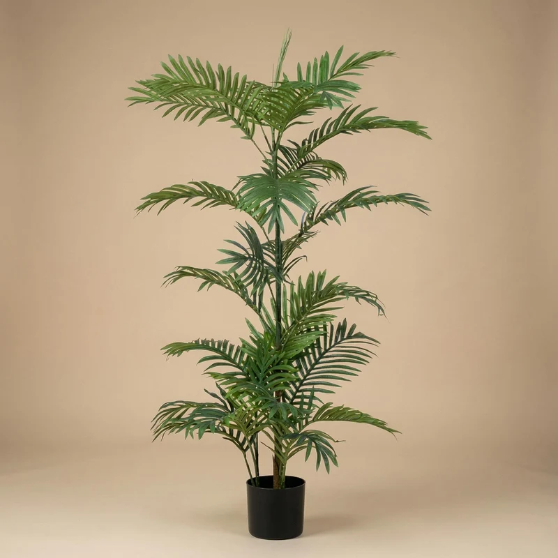 Palm Phoenix