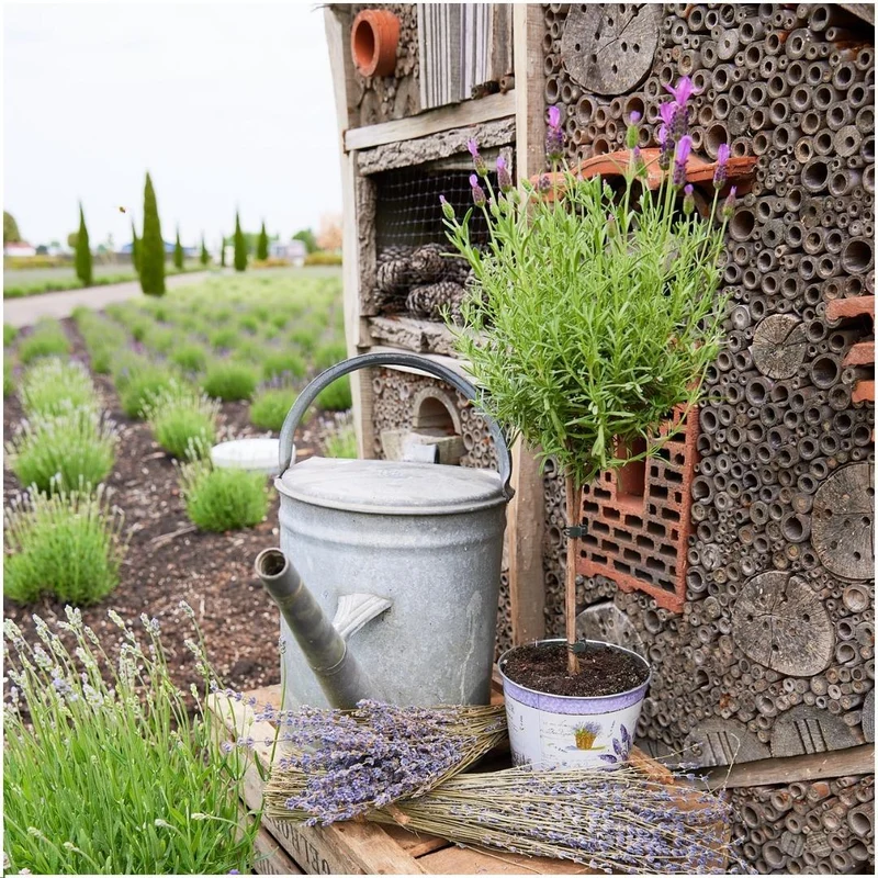 Lavandula stoechas Anouk® op stam