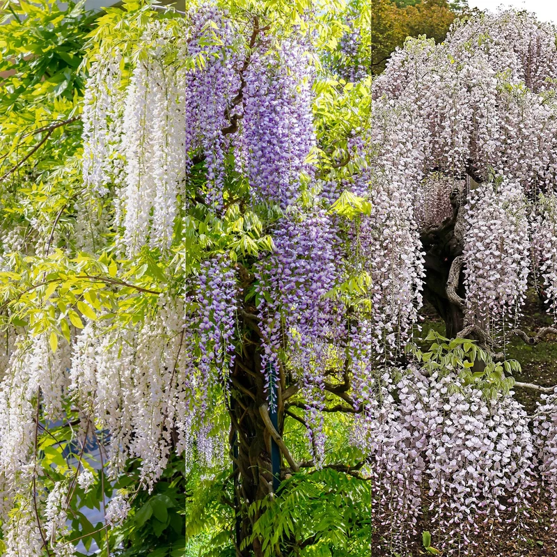 Wisteria floribunda Tricolour