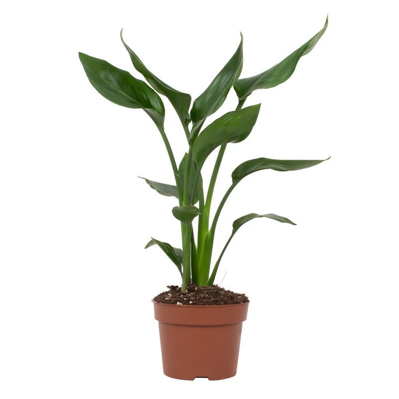 Strelitzia Reginae