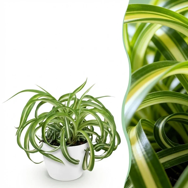 Chlorophytum comosum Bonnie