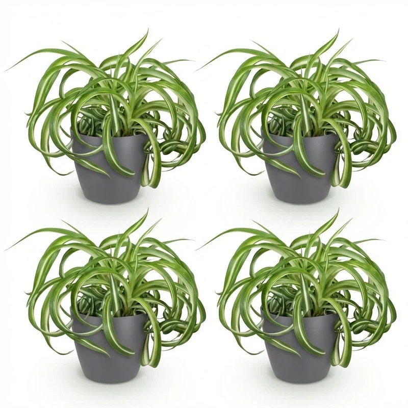 Chlorophytum comosum Bonnie