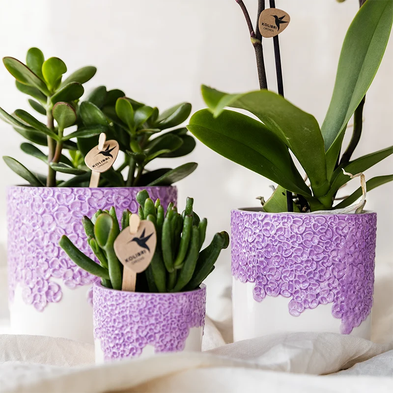 Bloom sierpot - Lila