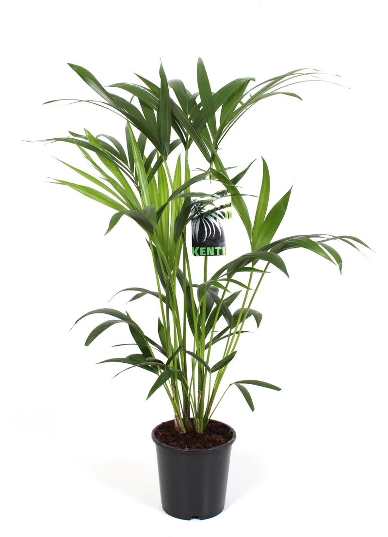 Howea Forsteriana