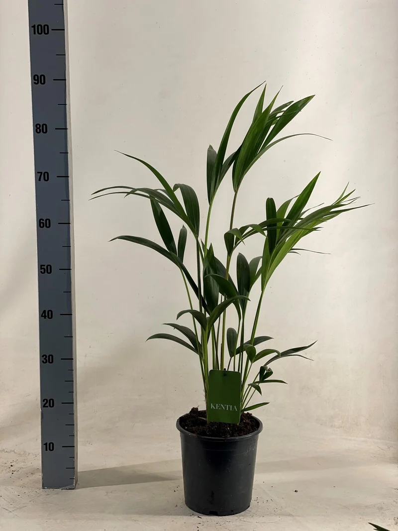 Howea Forsteriana