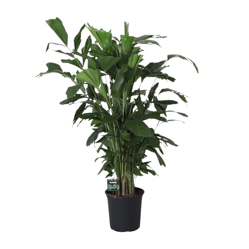 Caryota Mitis
