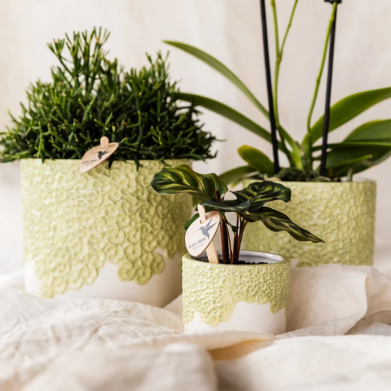 Bloom sierpot - Green