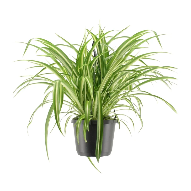 Chlorophytum Comosum Variegatum