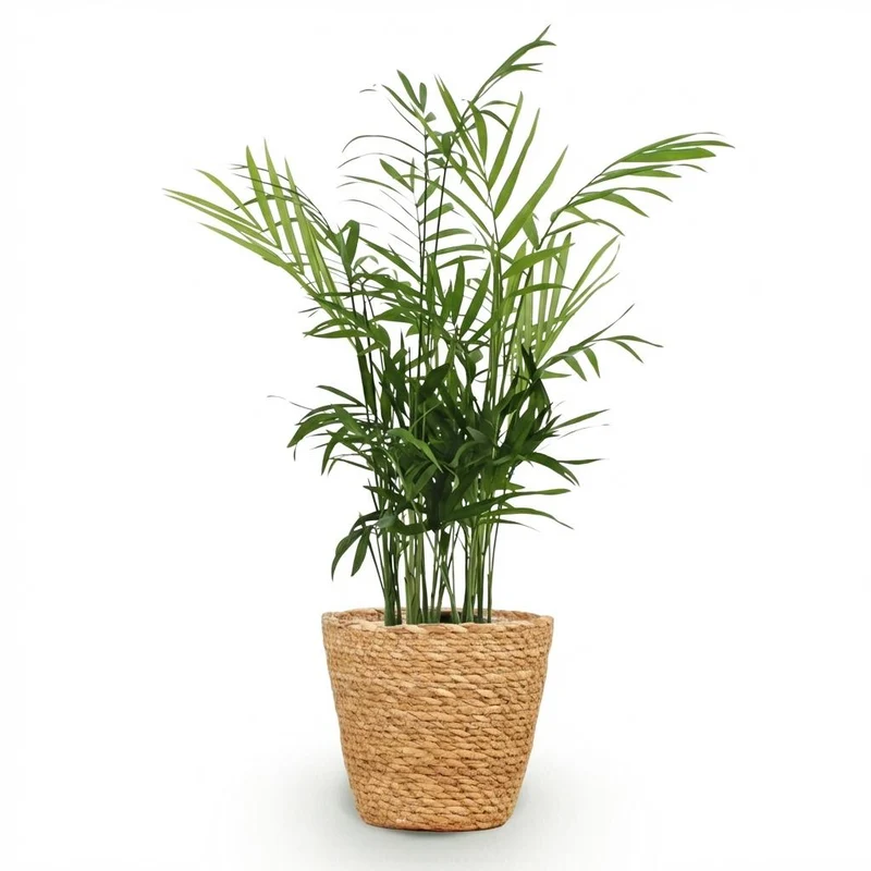 Chamaedorea elegans