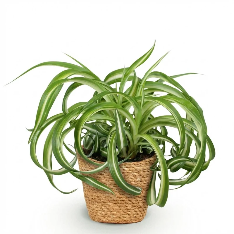 Chlorophytum comosum Bonnie