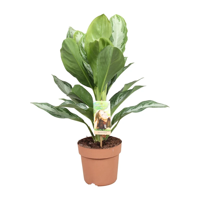 Aglaonema Silver Bay - Chinese Evergreen