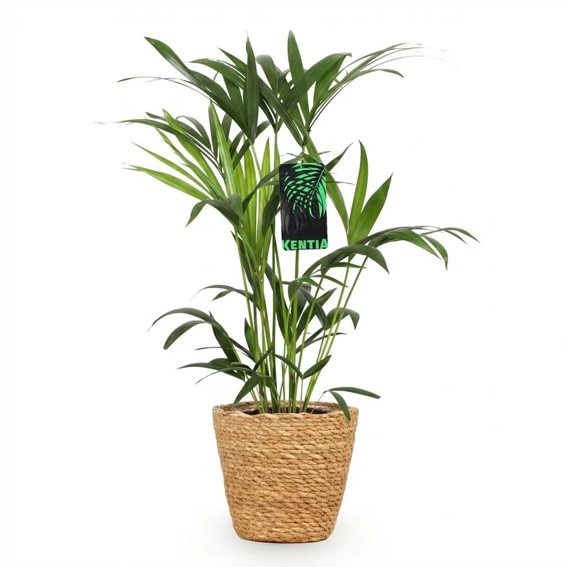 Howea Forsteriana