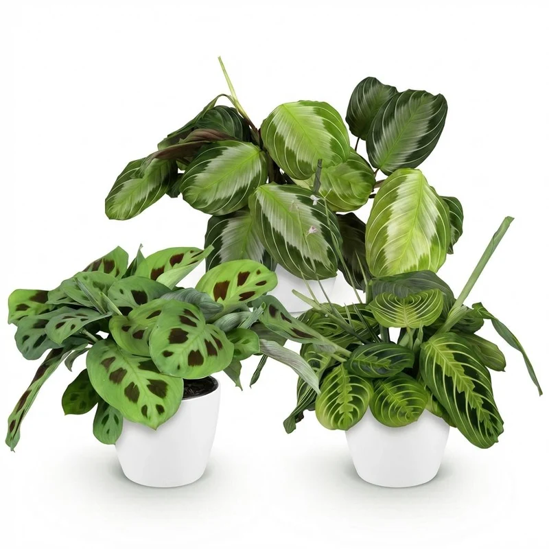 Marantha Silverband, Marantha Lemon Lime Marantha Kerchoveana