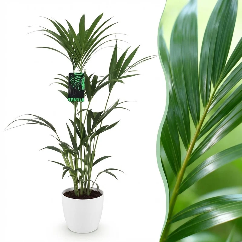 Howea Forsteriana