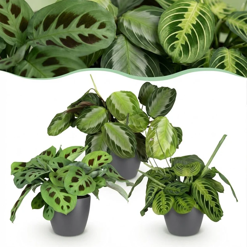 Marantha Silverband, Marantha Lemon Lime Marantha Kerchoveana