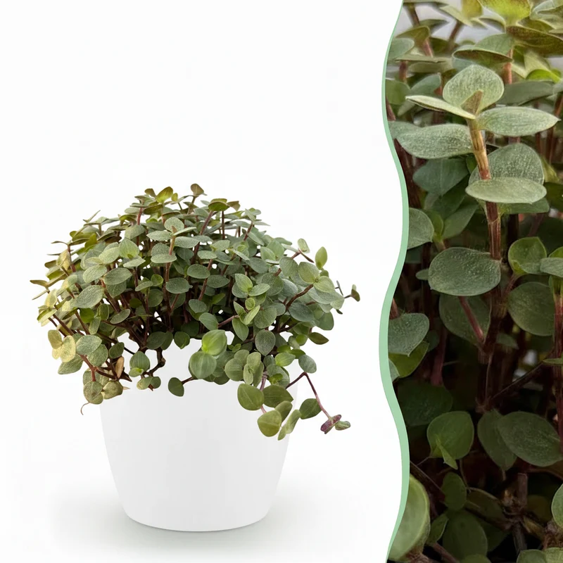 Calissia repens