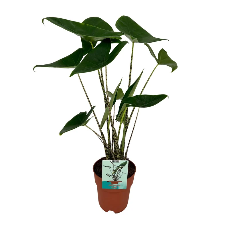 Alocasia Zebrina - Olifantsoor