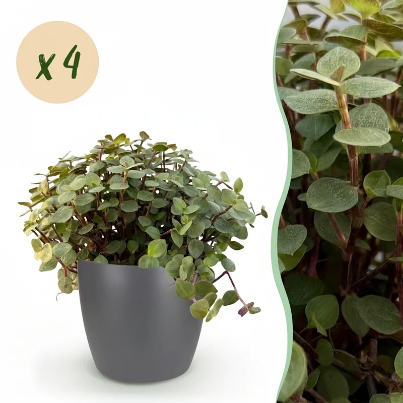 Calissia repens