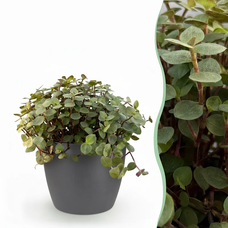 Calissia repens