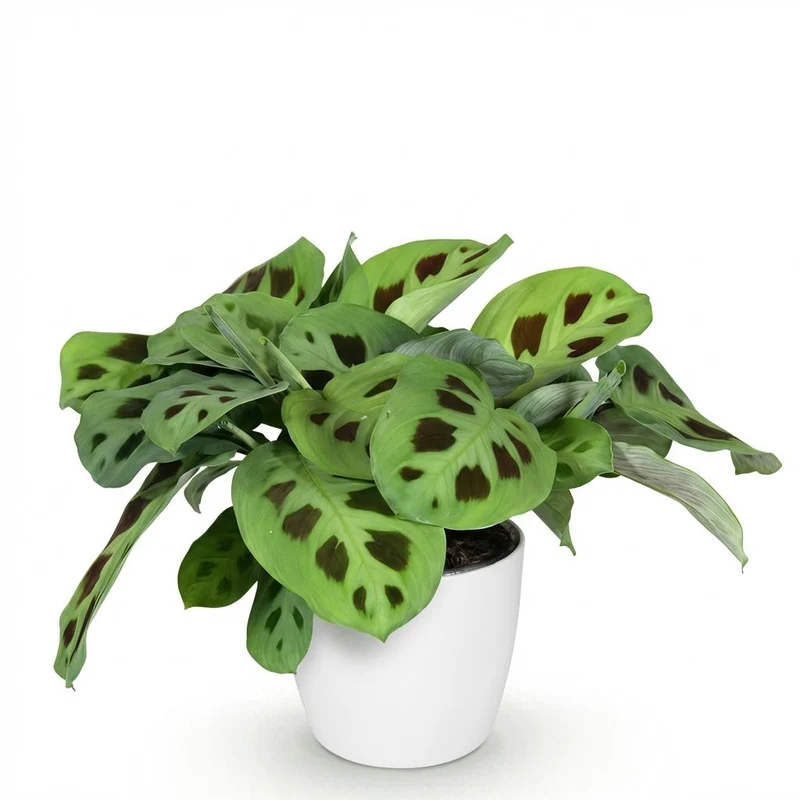 Maranta Fascinator Kerchoveana