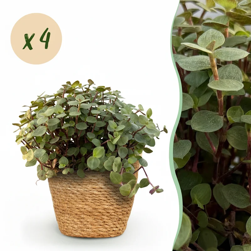 Calissia repens