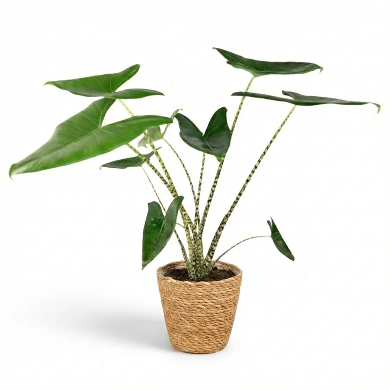 Olifantsoor Zebrina