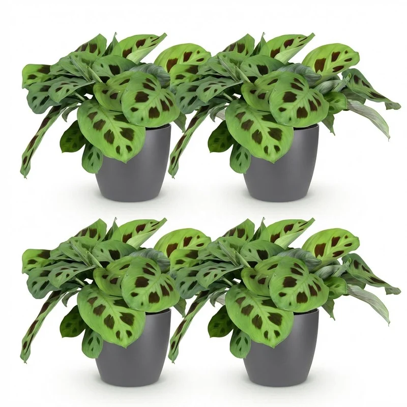 Maranta Fascinator Kerchoveana
