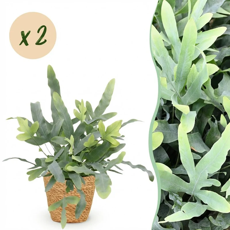 Phlebodium aureum Blue Star