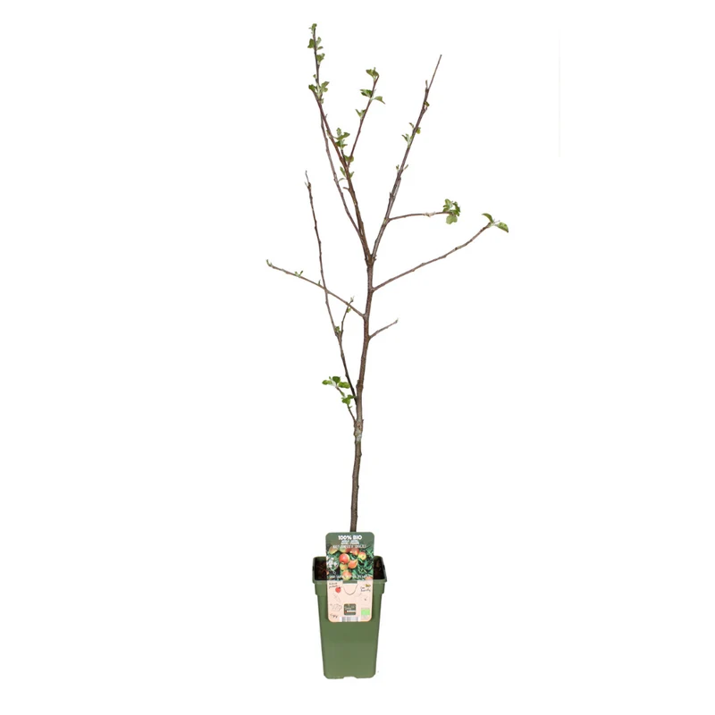 Malus Domestica Jonagold - Appel