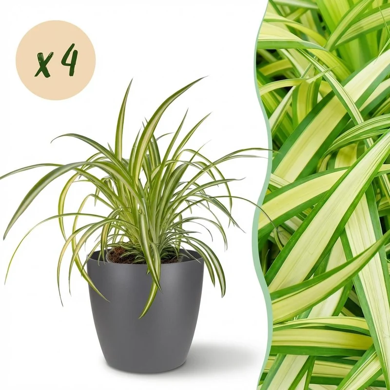 Chlorophytum comosum Variegatum