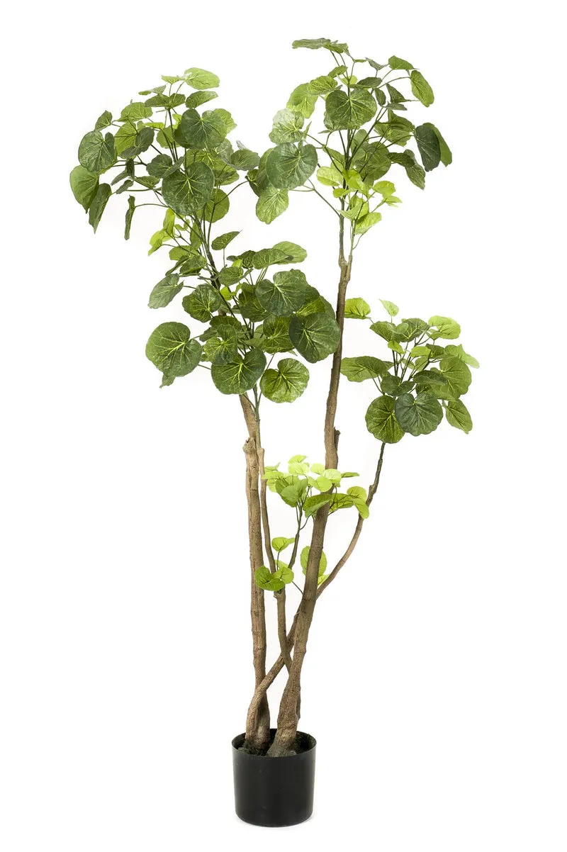 Kunstplant - Polyscias - Aralia