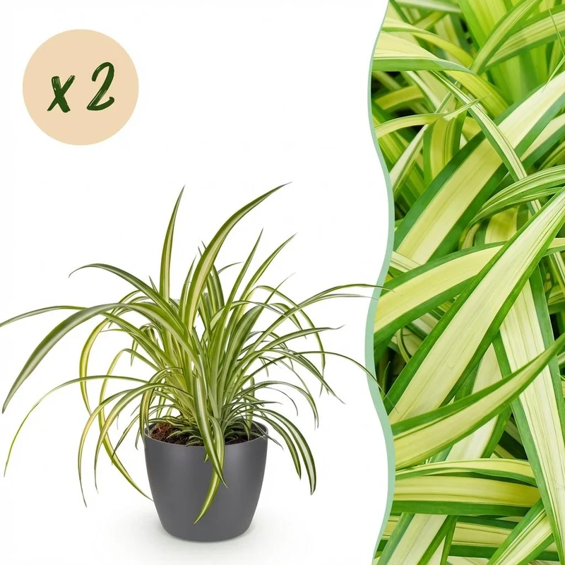 Chlorophytum comosum Variegatum