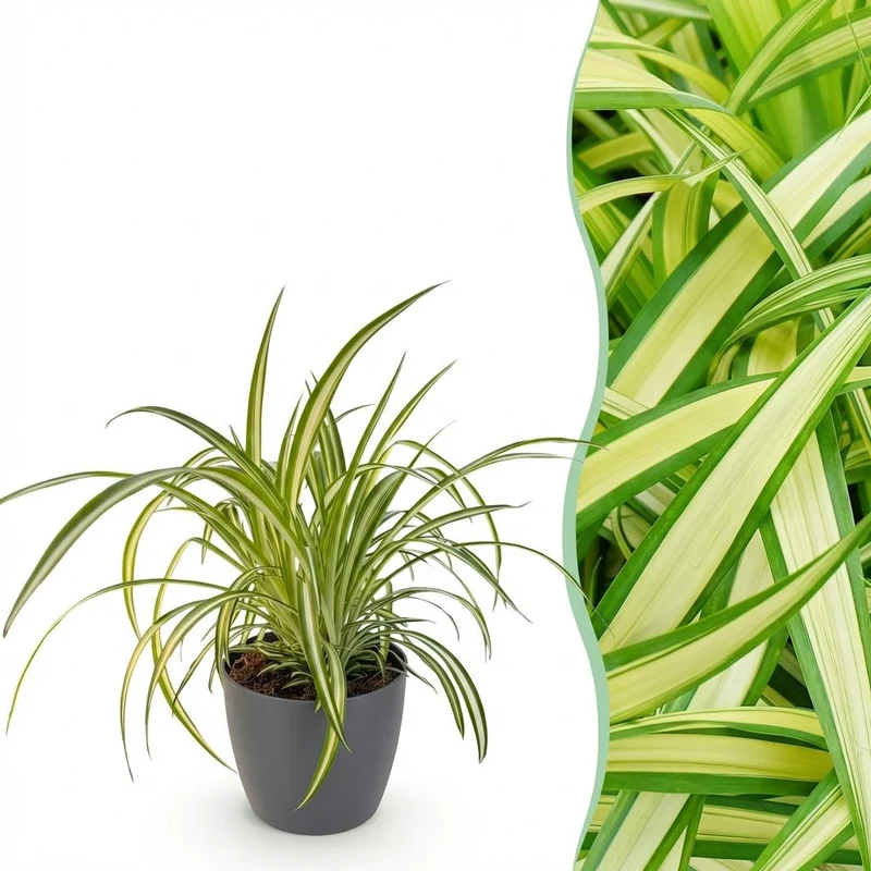Chlorophytum comosum Variegatum