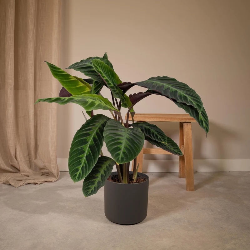 Calathea Warscewiczii - Pauwenplant